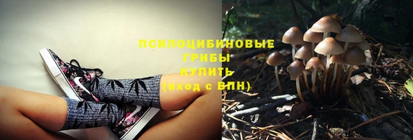 прущие грибы Алзамай